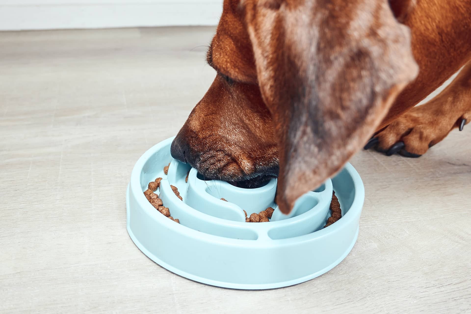 Hund frisst Bio Hundefutter aus Spezialnapf