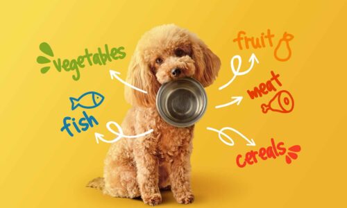 Natürlich füttern, clever kombinieren – so bleibt der Hund fit