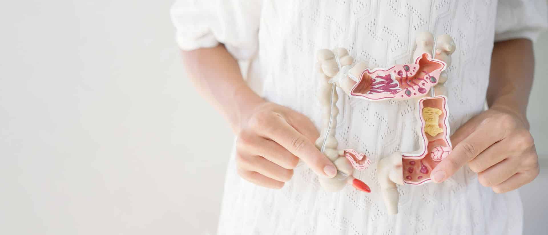 Modell des menschlichen Darms als Symbol für die Rolle der Darmgesundheit bei stiller Entzündung und der unterstützenden Wirkung von krillöl
