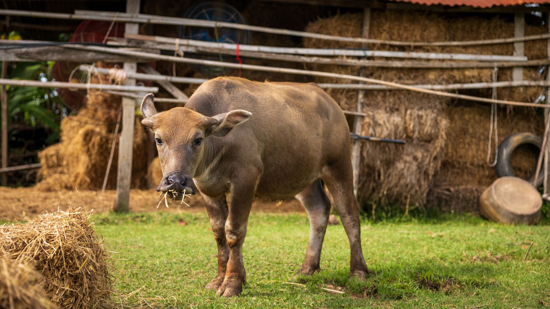 Kalb mit Heu im Maul steht auf einer Wiese vor einem Stall mit Strohballen – Alltagsszene in der Tierhaltung und Stalleinrichtung